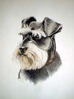 Schnauzer